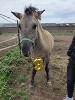 Mooie aparte C pony te koop, Dieren en Toebehoren, Minder dan 160 cm, Ruin, 3 tot 6 jaar, Onbeleerd
