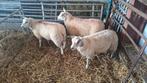 ooilammeren, Dieren en Toebehoren, Schapen, Geiten en Varkens, Vrouwelijk, Schaap