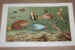 Antieke kleurenlitho - Exotische vissen - Circa 1900 !!, Antiek en Kunst, Kunst | Litho's en Zeefdrukken, Ophalen of Verzenden