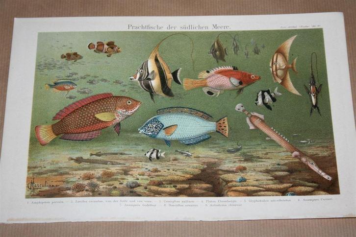 Antieke kleurenlitho - Exotische vissen - Circa 1900 !!, Antiek en Kunst, Kunst | Litho's en Zeefdrukken, Ophalen of Verzenden