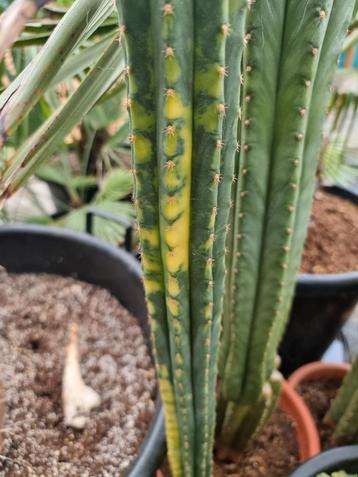 Trichocereus pachanoi (San Pedro) variegata beschikbaar voor biedingen