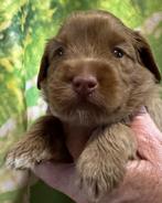 te koop Australië labradoodle, CDV (hondenziekte), 8 tot 15 weken, Meerdere, Meerdere dieren