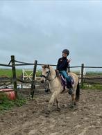 Spoed + evt trailer(+ ifor 403 gezocht), Dieren en Toebehoren, Paarden, Ruin, Recreatiepaard, 3 tot 6 jaar