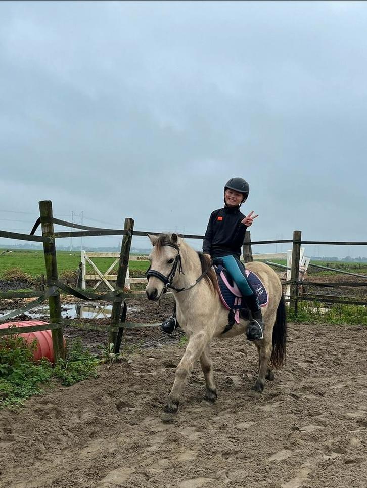 Spoed + evt trailer(+ ifor 403 gezocht), Dieren en Toebehoren, Paarden, Ruin, 3 tot 6 jaar, Recreatiepaard