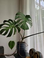 Monstera Thai Constellation, Huis en Inrichting, Ophalen of Verzenden