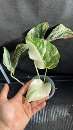 Prachtige Monstera Deliciosa Variegata Albo, Huis en Inrichting, Kamerplanten, Ophalen, Halfschaduw, Minder dan 100 cm