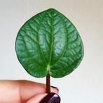 Peperomia rana verde, verse stek, Ophalen of Verzenden, Overige soorten, Minder dan 100 cm