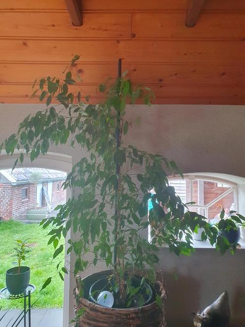 Ficus kamerplant, Huis en Inrichting, Kamerplanten, Ficus, Ophalen