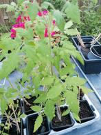 Tomaten plantjes in knop ongeveer 50 cm hoog. 1,50 per stuk., Ophalen, Volle zon, Groenteplanten, Eenjarig