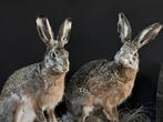 Opgezette Haas Hazen opgezet wild veluwe taxidermie, Nieuw, Wild dier, Opgezet dier, Ophalen