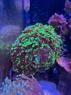 Groene Hamer koraal, Dieren en Toebehoren, Vissen | Aquariumvissen, Overige typen