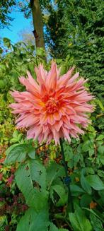 Verschillende Dahlia's, Tuin en Terras, Planten | Tuinplanten, Ophalen, Zomer, Overige soorten, Volle zon