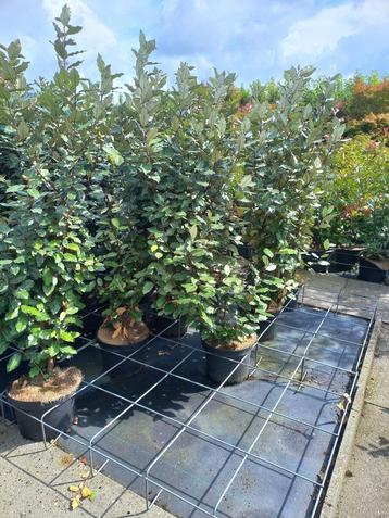 olijfwilg, Elaeagnus compacta 140/150cm €19,95 voor haag beschikbaar voor biedingen