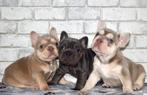 Franse Bulldog Puppys, CDV (hondenziekte), 8 tot 15 weken, Bulldog, Meerdere