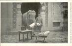 Den Haag - Haagsche Dierentuin - Olifant, Verzamelen, Ansichtkaarten | Nederland, Ophalen of Verzenden, Voor 1920, Ongelopen, Zuid-Holland