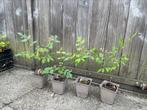 Koelreuteria paniculata (Chinese vernisboom), Ophalen of Verzenden, Volle zon, Overige soorten