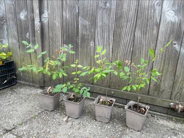 Koelreuteria paniculata (Chinese vernisboom) beschikbaar voor biedingen