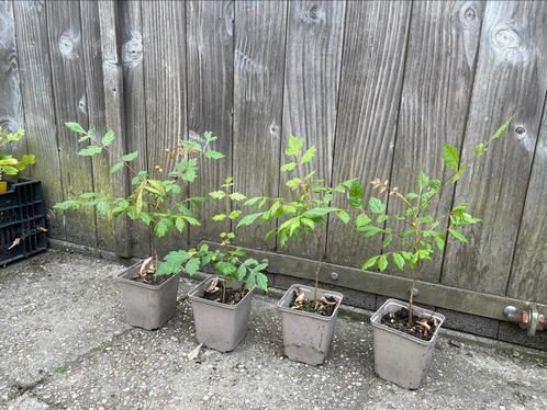 Koelreuteria paniculata (Chinese vernisboom), Tuin en Terras, Planten | Bomen, Overige soorten, Volle zon, Ophalen of Verzenden
