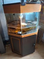 Afrikaanse moeras schildpadden:), Dieren en Toebehoren, Reptielen en Amfibieën | Toebehoren, Ophalen, Nieuw