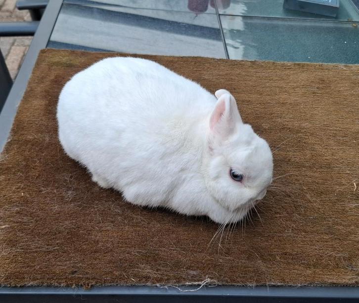 (dwergkonijn) Rasechte Pool Blauwoog voedster, Dieren en Toebehoren, Konijnen, Dwerg, Vrouwelijk