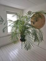 Grote Palm te koop, Ophalen of Verzenden, Halfschaduw, 200 cm of meer