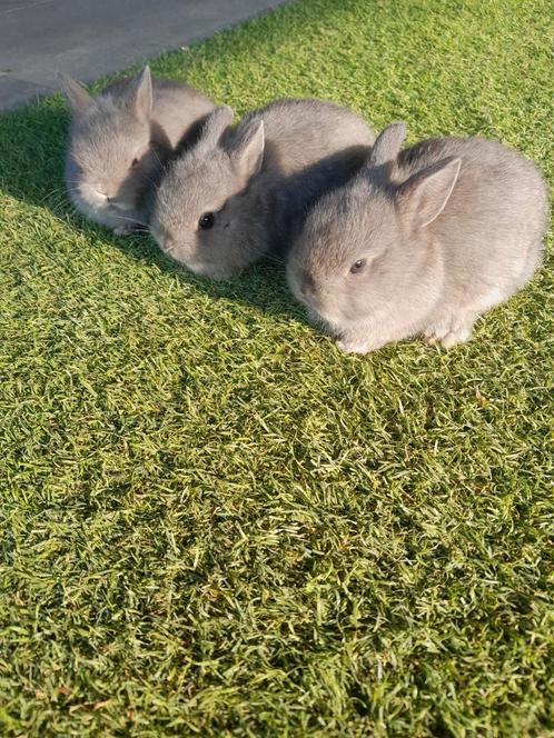 KLEURDWERGEN, DWERG KONIJNEN,KLEUR DWERGEN,DWERGKONIJNEN .., Dieren en Toebehoren, Konijnen, Meerdere dieren