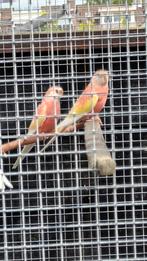 Diverse Rubino Bourke parkieten, overjarig., Dieren en Toebehoren, Vogels | Parkieten en Papegaaien, Meerdere dieren, Parkiet