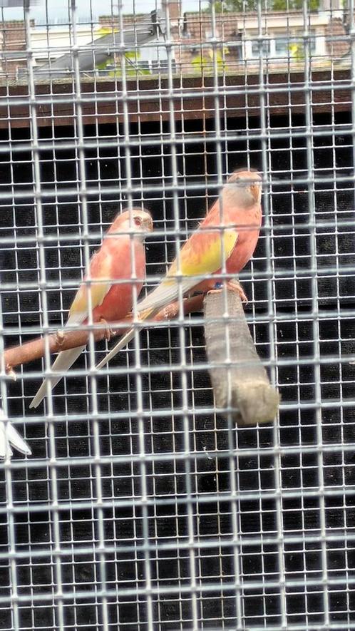 Diverse Rubino Bourke parkieten, overjarig., Dieren en Toebehoren, Vogels | Parkieten en Papegaaien, Parkiet, Meerdere dieren