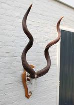 Grote schedel KUDU ANTILOPE op houten schild (ref. E), Ophalen, Zo goed als nieuw, Wild dier, Opgezet dier