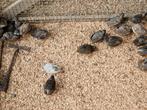 Chinese Dwergkwartels, Dieren en Toebehoren, Meerdere dieren, Tropenvogel