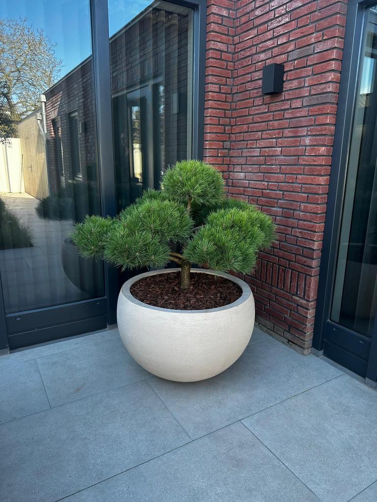 Potten bloembak plantenbak pot polyester pottenshop Bloempot, Huis en Inrichting, Kamerplanten, Overige soorten, In pot, Minder dan 100 cm