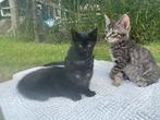 Kittens, Meerdere dieren
