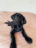 Cane corso, Dieren en Toebehoren, CDV (hondenziekte), 8 tot 15 weken, Teef, Eén hond