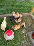 Serama haantjes, Dieren en Toebehoren, Pluimvee, Mannelijk, Kip