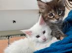 Mooie, lieve Maine coon kittens, Dieren en Toebehoren, Meerdere dieren, Ontwormd, 0 tot 2 jaar