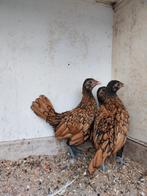 Krielen, Dieren en Toebehoren, Pluimvee, Vrouwelijk, Kip