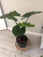 Alocasia Black Velvet in pot, Huis en Inrichting, Overige soorten, In pot, Minder dan 100 cm, Groene kamerplant