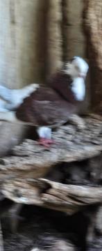 Pauwstaartjes en kapucijners te koop, Dieren en Toebehoren