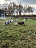 Mini varkens, Dieren en Toebehoren, Vrouwelijk