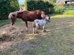 Pony met veulen, Dieren en Toebehoren, Pony's, Meerdere dieren, Gechipt, 0 tot 2 jaar