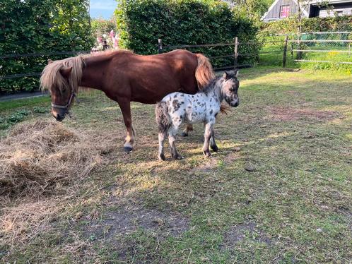 Pony met veulen, Dieren en Toebehoren, Pony's, Meerdere dieren, 0 tot 2 jaar, Met stamboom, Gechipt, Ontwormd