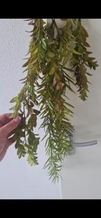 Gezocht! Hangende kunstplanten, Huis en Inrichting, Ophalen of Verzenden, Gebruikt
