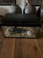 Aqaurium 60 liter, Ophalen, Gebruikt, Leeg aquarium