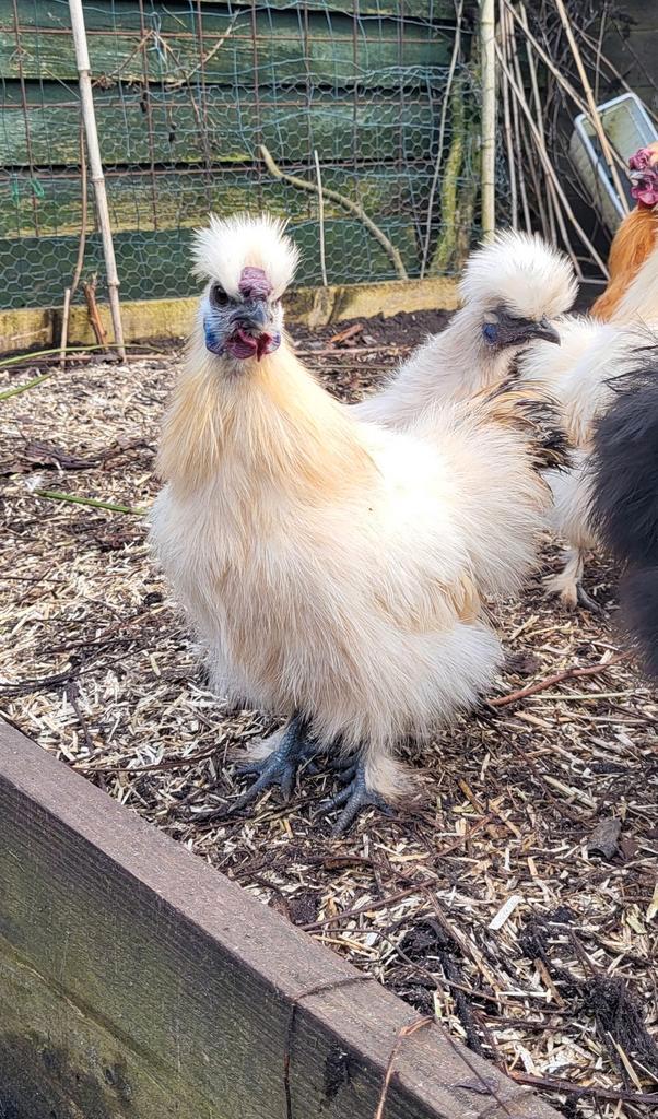 Zijdehoen kriel trio, Dieren en Toebehoren, Pluimvee, Kip, Meerdere dieren