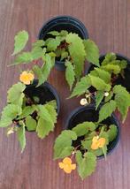 Begonia papaya plant, Tuin en Terras, Ophalen, Zomer, Overige soorten, Halfschaduw