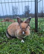 Festini zoekt een huisje! (Gevaccineerd), Dieren en Toebehoren, Konijnen, Vrouwelijk, Klein, 0 tot 2 jaar