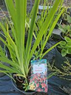 Crocosmia, Tuin en Terras, Ophalen