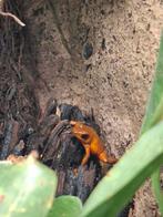 Koppels o.pumilio bastimentos en bribri, Dieren en Toebehoren, Reptielen en Amfibieën, 0 tot 2 jaar