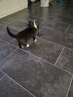 X britskorthaar ktten, Kater, Gechipt