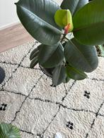 Rubberplant ficus elastica, Huis en Inrichting, Kamerplanten, Ophalen, Ficus, Minder dan 100 cm
